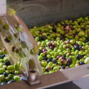 Reuse of “Mother Liquor” Water in the Olive Processing Industry. Malaga Spain