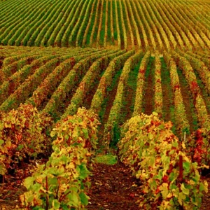 Water Reuse in  Wine Production, Valparaiso Chile.