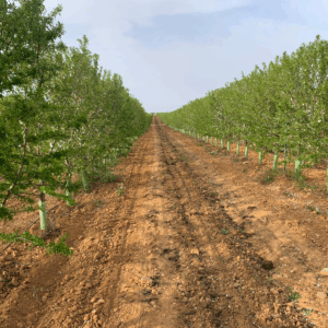 Water Reuse in Almond Blanching and Peeling. Coquimbo Region, Chile