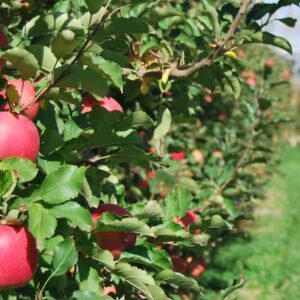 Sustainable Water Management in Apple Orchards – Río Negro Valley, Argentina