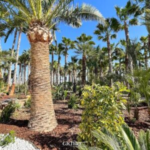 AgroLoop – Circular Water for Agriculture. Elche. Spain