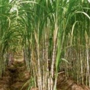 Smart Irrigation for Sugarcane: Transforming Water Use in Veracruz. Mexico