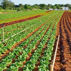Water Efficiency and Climate Resilience in the Citrus Agroindustry. San Luis Potosí. Mexico