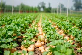 Regenerative  Farming with High-Efficiency Irrigation. Mexico