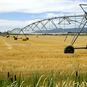 Water-Efficient Wheat: Central Pivot Irrigation. Sonora Mexico