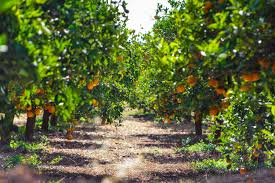 Smart Irrigation, Resilient Future. McAllen. Texas USA
