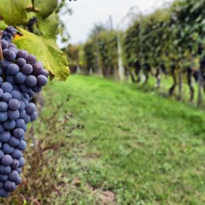 Smart Irrigation for Water Positive Viticulture. Mendoza. Argentina
