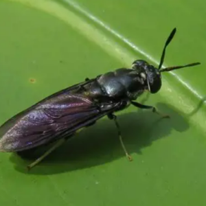 Atlántico,Colombia | Bioconversion of fruit and vegetable waste with Black Soldier Fly (Hermetia illucens) and closed-loop water reuse to generate protein, biofertilizer and VWB