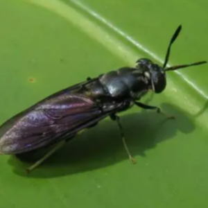 Meta,Colombia | Bioconversion of fruit and vegetable waste with Black Soldier Fly (Hermetia illucens) and closed-loop water reuse to generate protein, biofertilizer and VWB