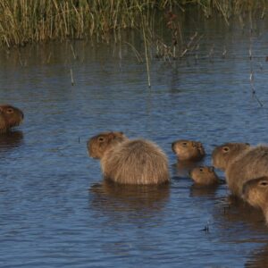 Restoring the Laguna de los Padres: Wetlands Ecosystems and biodiversity restoration and conservation