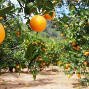 Drip System Upgrade & Automation in Orange Production