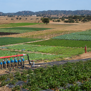 Irrigation Efficiency Improvement through the Modernization of the Northern Block of the Mira Irrigation Scheme — AB Mira, Portugal