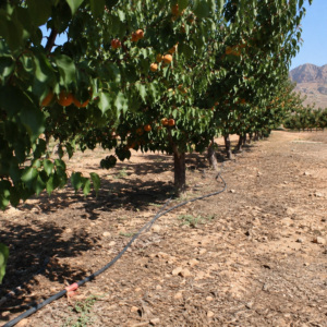 Improving Agricultural Water Efficiency at Pitteloud Farms, Murcia, Spain