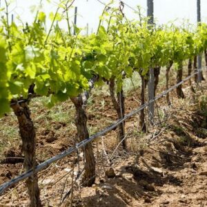 Building Agricultural Water Resilience in Mediterranean Occitanie