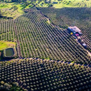 Optimizing Agricultural Water Demand in the Alqueva Irrigation Area, Portugal