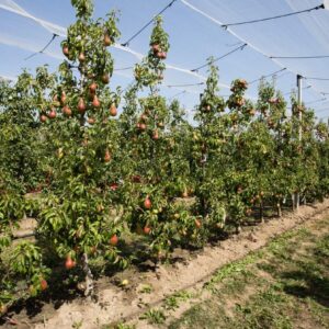 Enhancing Water Resilience in Emilia-Romagna’s Irrigated Agriculture
