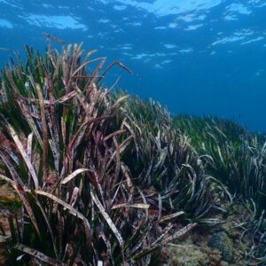 Alicante Posidonia Restoration & Coastal Resilience