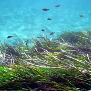 Sardinia Posidonia Restoration & Coastal Resilience