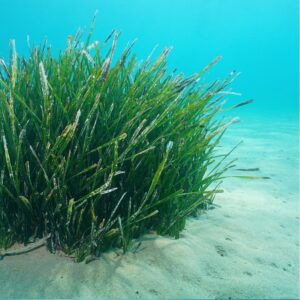 Ionian Islands Posidonia Restoration & Coastal Resilience