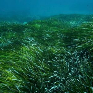 Dalmatian Coast Posidonia Restoration & Coastal Resilience