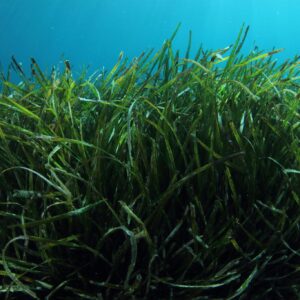 Tunisia Posidonia Restoration & Coastal Resilience