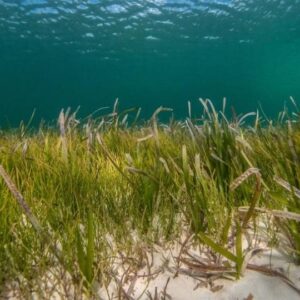 Cockburn Sound Seagrass Restoration & Coastal Resilience